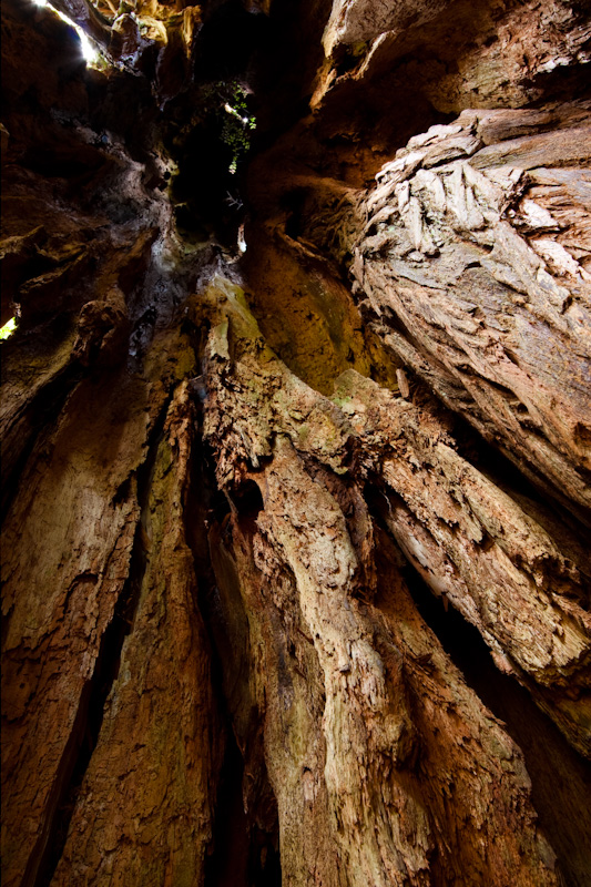 Hollow Core Of Big Cedar